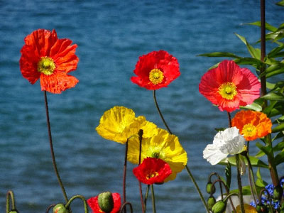 Trauerbegleitung Kudla Ostallgäu – Raum Füssen Blumen